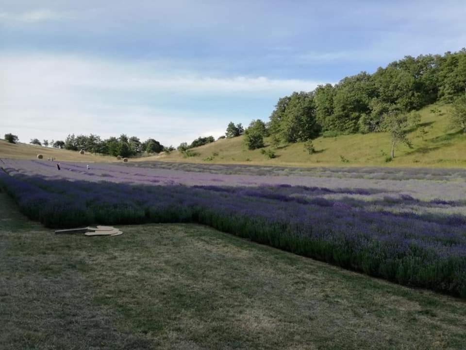 Monte San Pietro B&B I Girasoli المظهر الخارجي الصورة