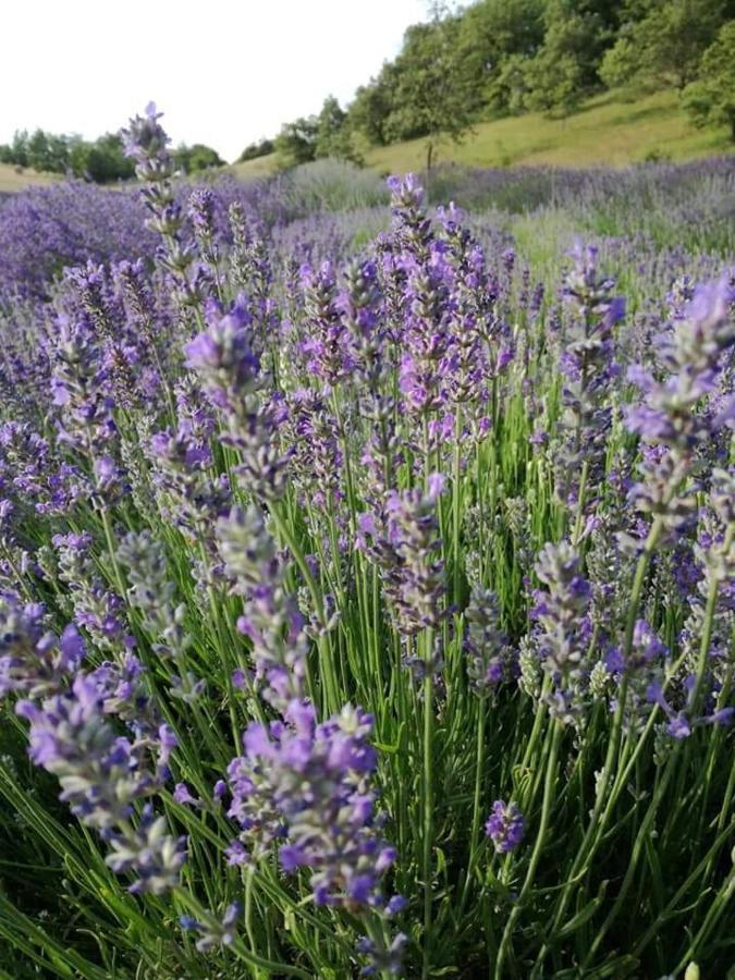Monte San Pietro B&B I Girasoli المظهر الخارجي الصورة