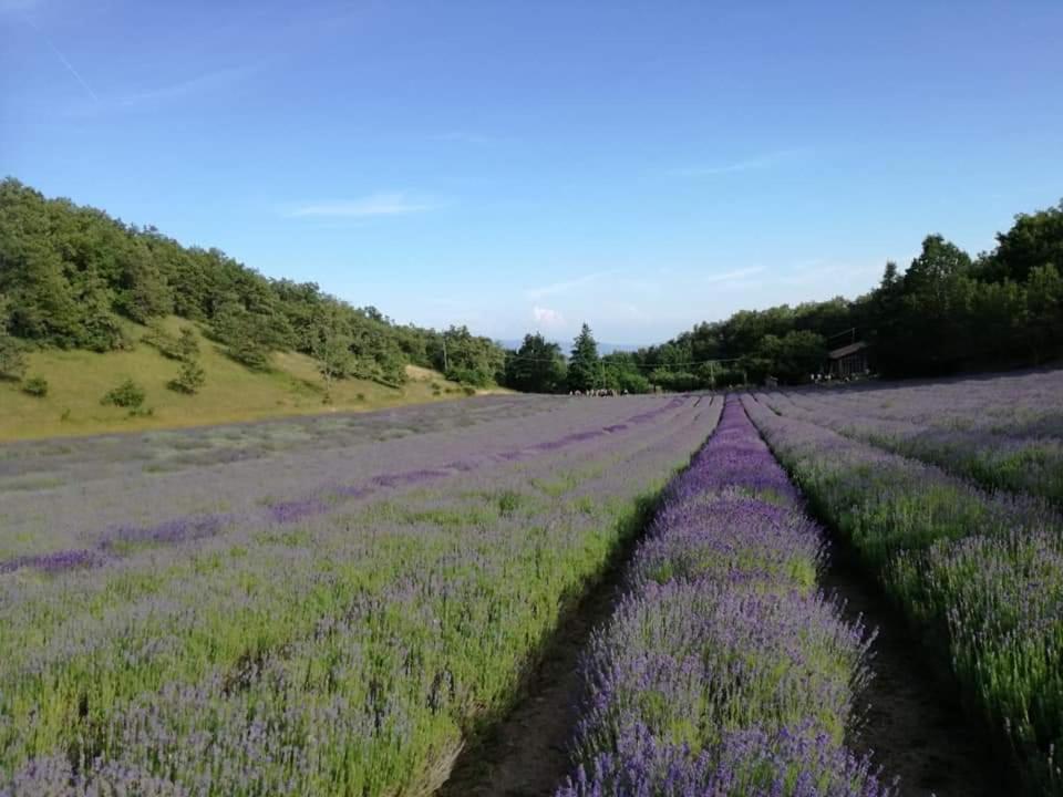 Monte San Pietro B&B I Girasoli المظهر الخارجي الصورة